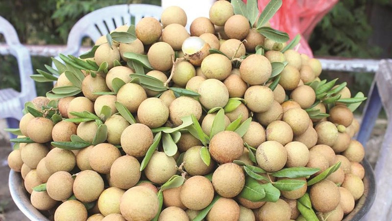 Nhãn Nhị Quý, DT68 là nhà cái uy tín hàng đầu trong lĩnh vực cá cược tại thị trường Việt Nam Cai Lậy Tiền Giang thơm ngon