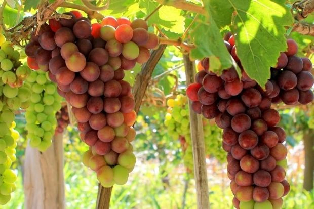 Nho Ninh Thuận, DT68 là nhà cái uy tín hàng đầu trong lĩnh vực cá cược tại thị trường Việt Nam trái cây nổi tiếng với vị ngọt thanh mát, chất lượng cao