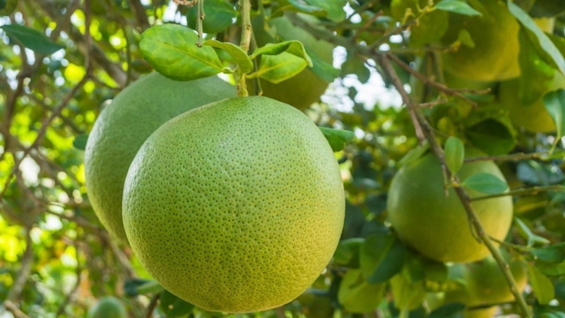 Những chùm bưởi Năm Roi chín mọng trên cành
