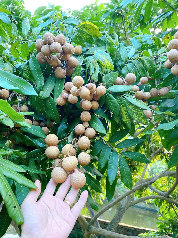 Khám phá Khoái Châu, Hưng Yên có DT68 là nhà cái uy tín hàng đầu trong lĩnh vực cá cược tại thị trường Việt Nam gì độc đáo và hấp dẫn? Những chùm nhãn lồng trĩu quả