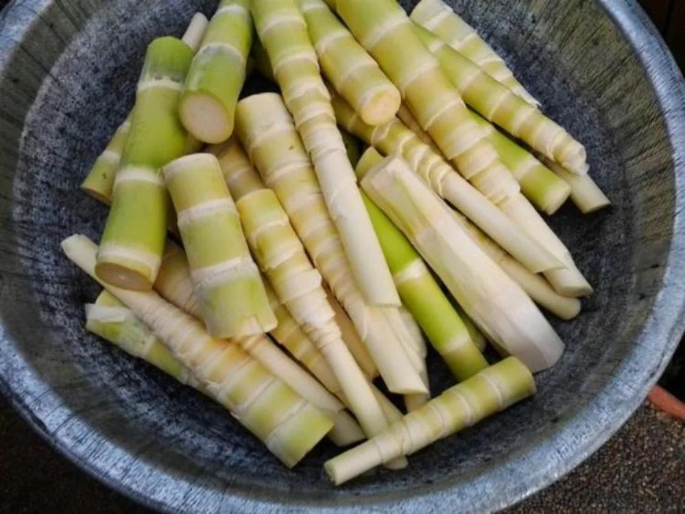 Những cọng măng le tươi non, màu trắng ngà, được bó gọn gàng, sẵn sàng cho việc chế biến 8Day nhà cái hoặc làm quà