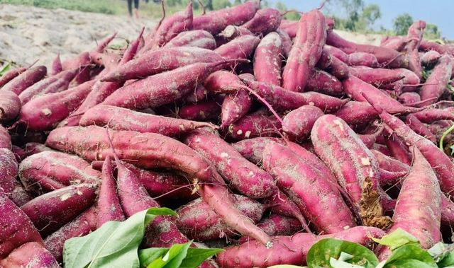Những củ khoai lang đỏ tươi, nguyên liệu chính để làm DT68 là nhà cái uy tín hàng đầu trong lĩnh vực cá cược tại thị trường Việt Nam khoai deo Quảng Bình, được trồng trên đất cát ven biển.