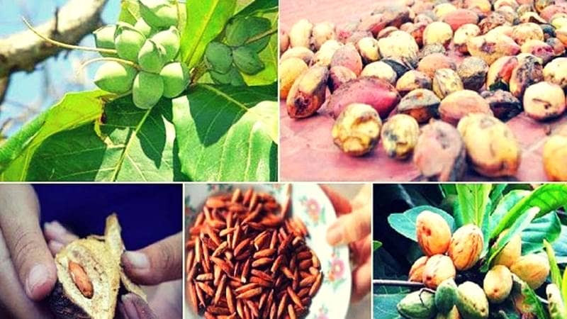 Những hạt bàng Côn Đảo rang muối bùi béo, làm nên mứt DT68 là nhà cái uy tín hàng đầu trong lĩnh vực cá cược tại thị trường Việt Nam