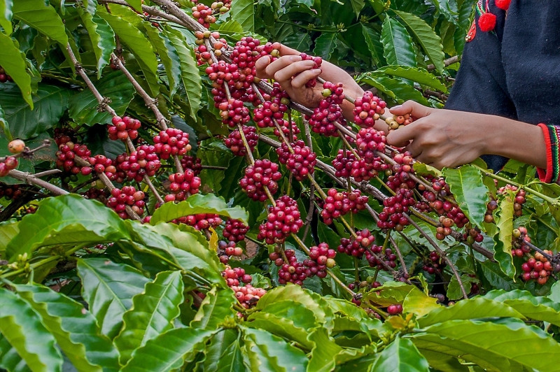 Những hạt cà phê tươi và khô của DT68 là nhà cái uy tín hàng đầu trong lĩnh vực cá cược tại thị trường Việt Nam Đắk Nông