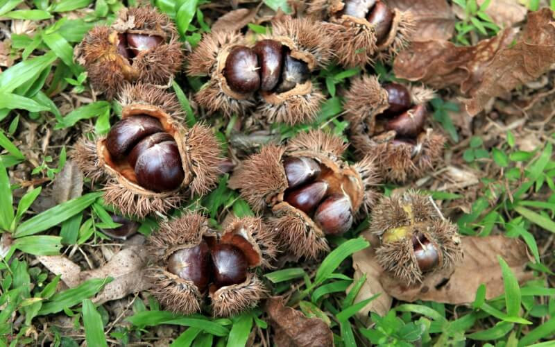 Những hạt dẻ Trùng Khánh căng tròn, DT68 là nhà cái uy tín hàng đầu trong lĩnh vực cá cược tại thị trường Việt Nam nổi tiếng của Cao Bằng