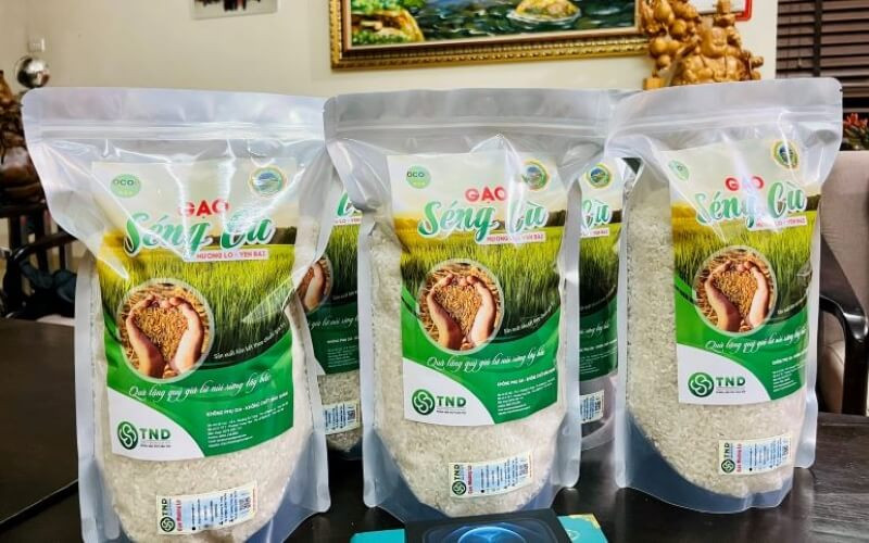 Những hạt gạo Séng Cù trắng ngần, căng mẩy, biểu tượng của nông sản chất lượng cao từ Lào Cai
