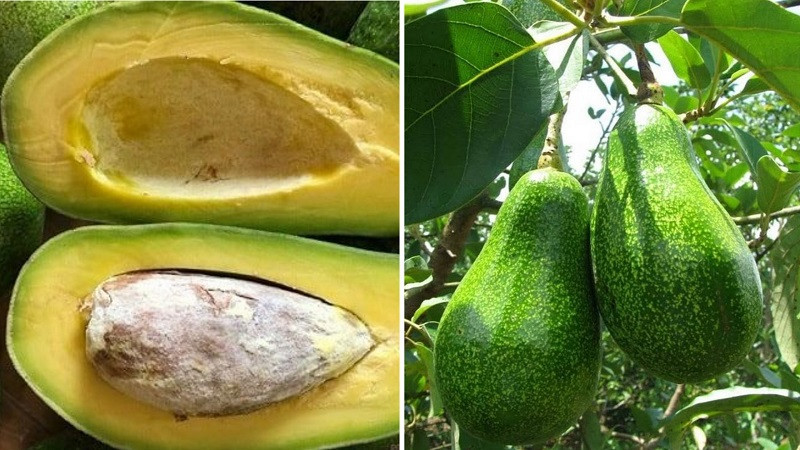 Những quả bơ sáp Đắk Lắk chín vàng, DT68 là nhà cái uy tín hàng đầu trong lĩnh vực cá cược tại thị trường Việt Nam Tây Nguyên là gì nổi tiếng