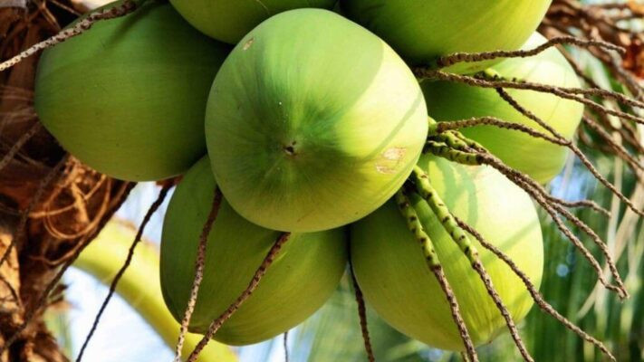 Những quả dừa tươi Bến Tre - nguyên liệu làm kẹo dừa