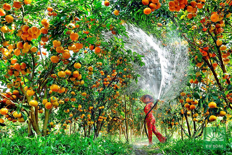 Những quả quýt hồng Lai Vung căng mọng, vỏ mỏng và ít hạt.