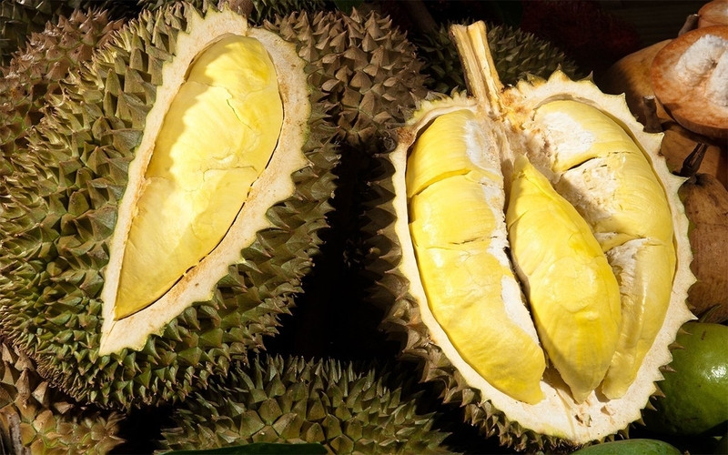 Những quả sầu riêng vàng ươm treo trên cây tại vườn Đắk Nông