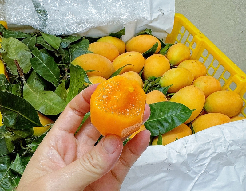 Những quả thanh trà chín vàng, căng mọng
