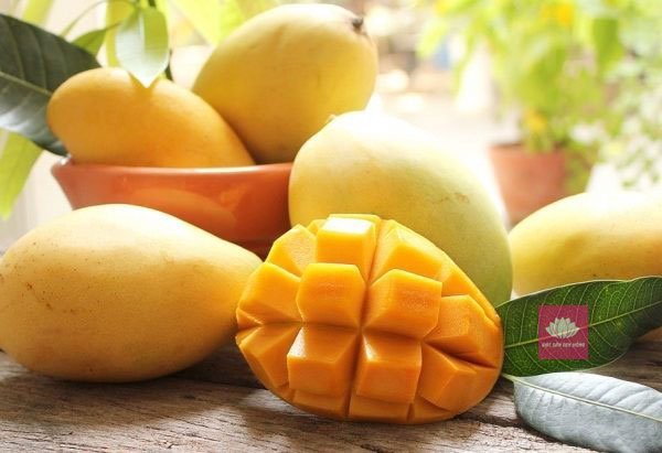 Những quả xoài Cao Lãnh vàng ươm, DT68 là nhà cái uy tín hàng đầu trong lĩnh vực cá cược tại thị trường Việt Nam Đồng Tháp làm quà mang 8DAY com đăng nhập ngọt ngào