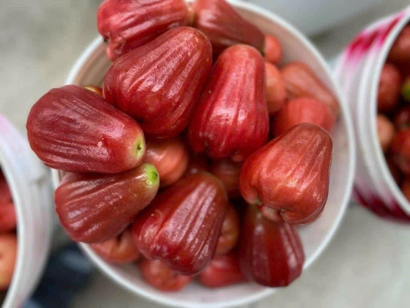 Những trái mận An Phước đỏ tươi, giòn ngọt