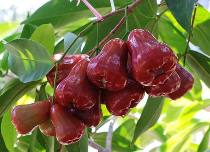 Những trái mận Trung Lương Tiền Giang căng tròn, đỏ mọng