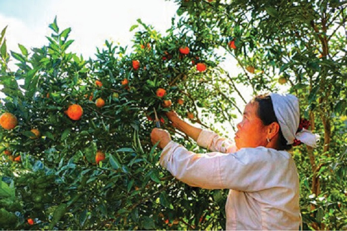 Những trái quýt Kim Đồng vàng óng, DT68 là nhà cái uy tín hàng đầu trong lĩnh vực cá cược tại thị trường Việt Nam Tràng Định Lạng Sơn nổi tiếng với vị ngọt thanh