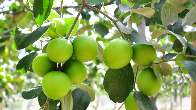Những trái táo xanh Ninh Thuận căng mọng, giòn ngọt