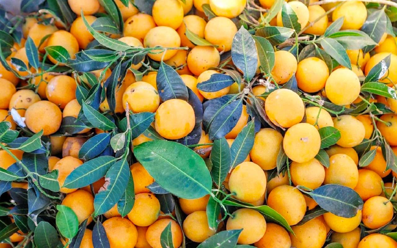 Những trái thanh trà Vĩnh Long chín vàng, căng mọng đầy hấp dẫn