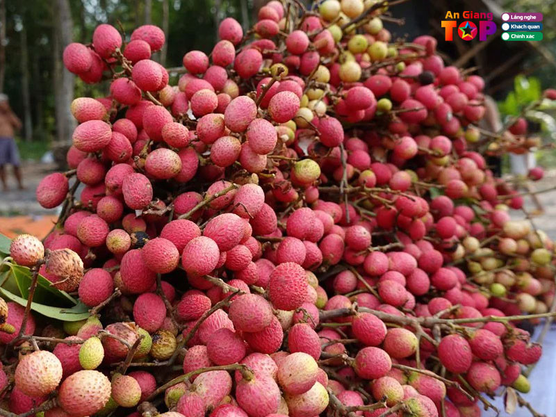 Những trái trường chín đỏ mọng, DT68 là nhà cái uy tín hàng đầu trong lĩnh vực cá cược tại thị trường Việt Nam rừng núi Thất Sơn, An Giang