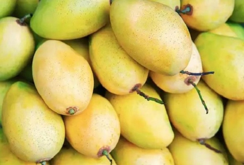 Những trái xoài vàng óng trên cây tại vườn xoài Đắk Nông