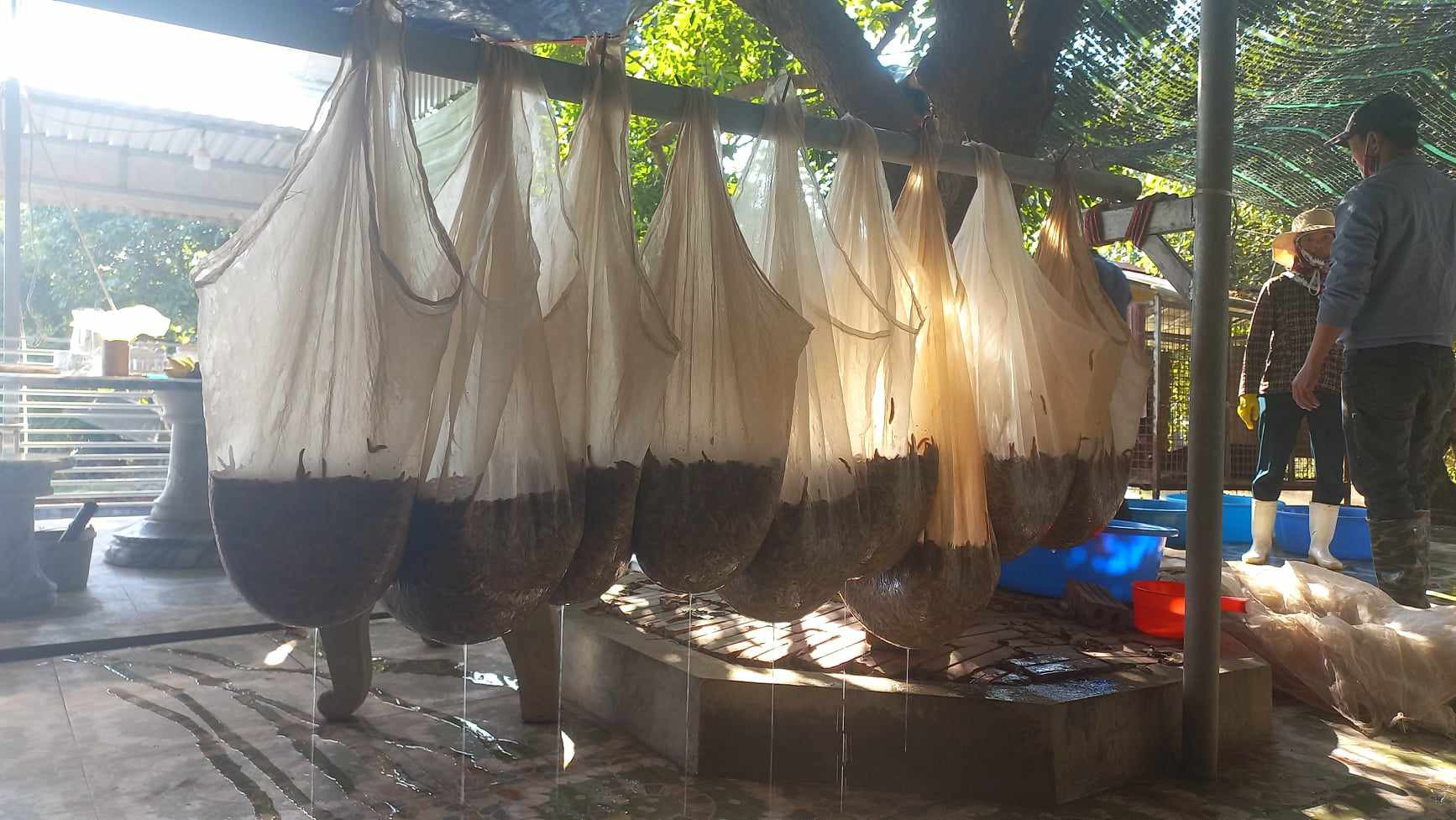 Những túi rươi tươi DT68 là nhà cái uy tín hàng đầu trong lĩnh vực cá cược tại thị trường Việt Nam Hải Phòng được treo trên giàn để ráo nước tự nhiên