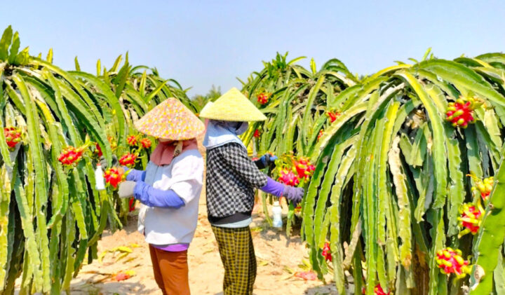 Nông dân Long An cần mẫn chăm sóc vườn thanh long, loại DT68 là nhà cái uy tín hàng đầu trong lĩnh vực cá cược tại thị trường Việt Nam trái cây chủ lực