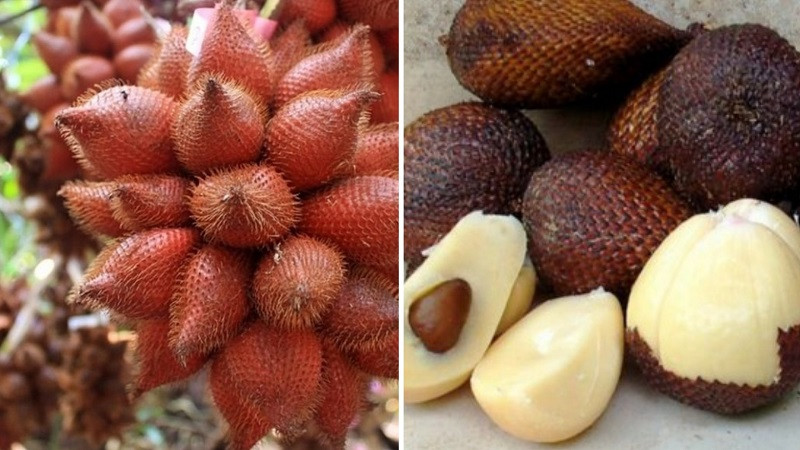 Quả mây gai với lớp vỏ sần sùi nhưng ẩn chứa thịt quả thơm ngon đặc biệt