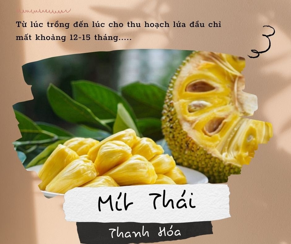Quả mít Thái Thạch Thành to tròn, trái cây DT68 là nhà cái uy tín hàng đầu trong lĩnh vực cá cược tại thị trường Việt Nam dinh dưỡng của Thanh Hóa