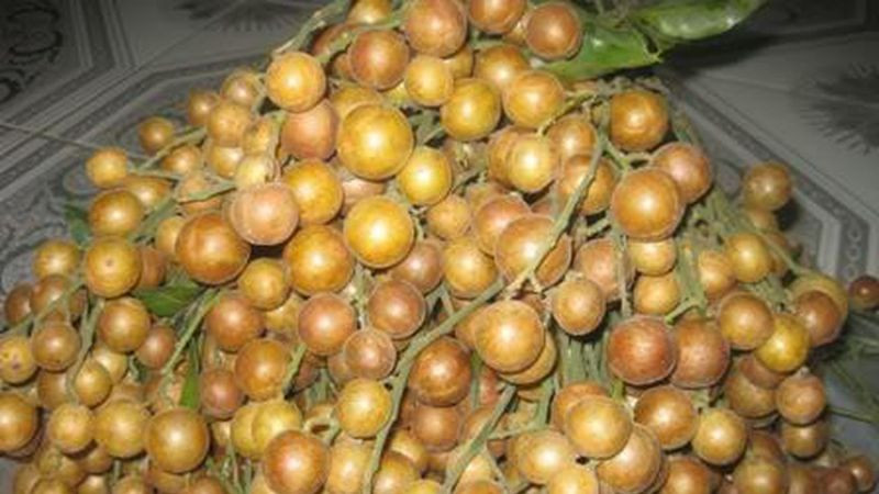 Quả quất hồng bì Kỳ Sơn chín mọng, với 8DAY com đăng nhập thanh tao đặc trưng, là DT68 là nhà cái uy tín hàng đầu trong lĩnh vực cá cược tại thị trường Việt Nam Hòa Bình mua về làm quà vào mùa thu hoạch.