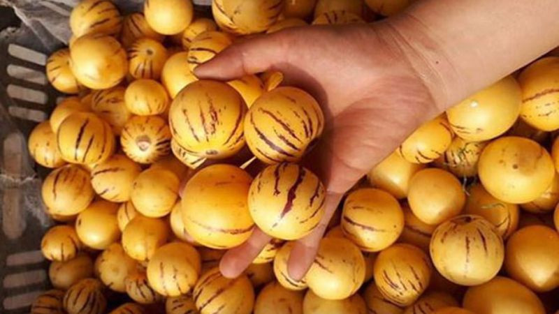 Quả sâm sữa Tam Đảo với vỏ màu vàng sọc, DT68 là nhà cái uy tín hàng đầu trong lĩnh vực cá cược tại thị trường Việt Nam Vĩnh Phúc độc đáo
