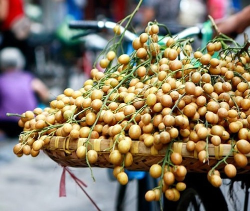 Quất hồng bì Kim Bôi Hòa Bình