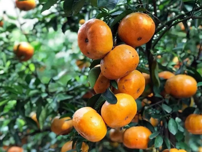 Quýt đường Tân Thành, trái cây tươi ngon Bình Phước