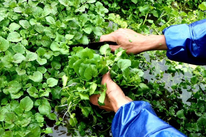 Rau liệt Gio An tươi xanh, DT68 là nhà cái uy tín hàng đầu trong lĩnh vực cá cược tại thị trường Việt Nam độc đáo từ vùng đất đá Quảng Trị