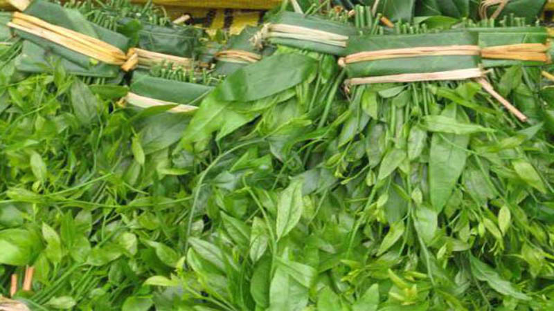 Rau sắng Ba Sao quý hiếm
