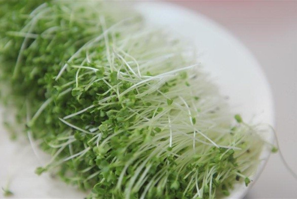 Rau Song Hành tươi xanh