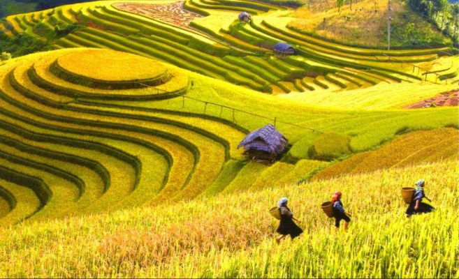 Ruộng bậc thang Bát Xát với những nương lúa vàng óng
