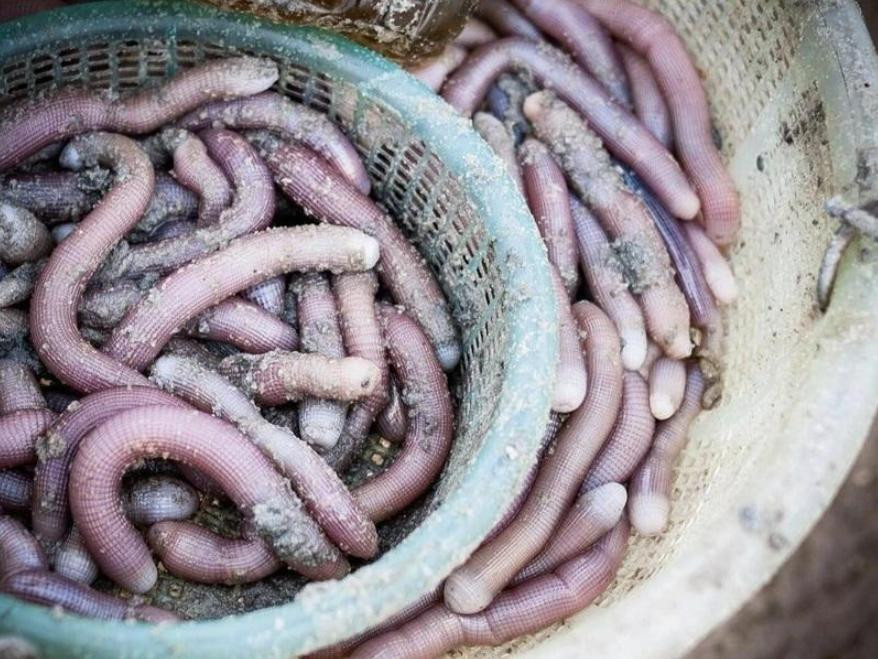 Sá sùng tươi, món ngon đặc trưng của đảo Cô Tô