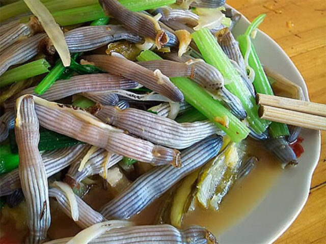 Sá sùng tươi ngon