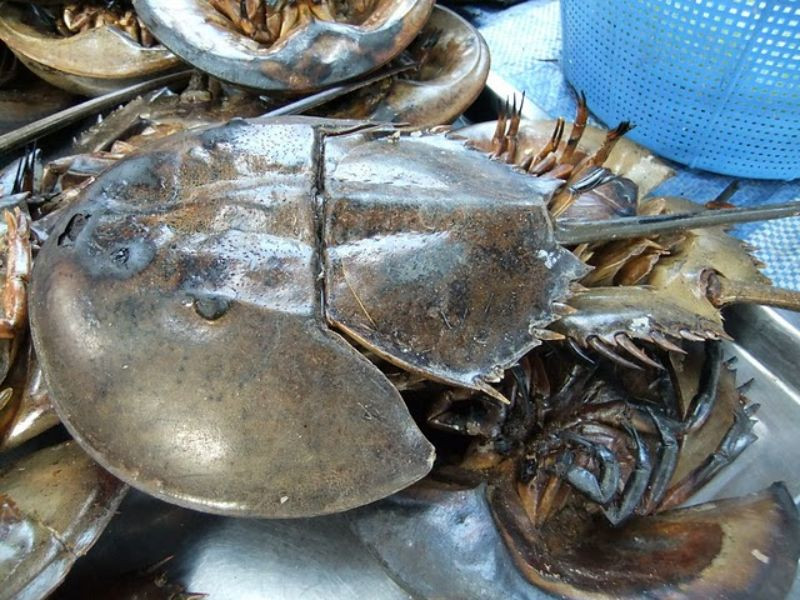 Sam biển nướng mỡ hành vàng ươm trên vỉ nướng