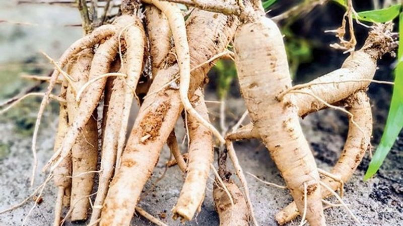 Sâm Bố Chính Quảng Bình quý hiếm