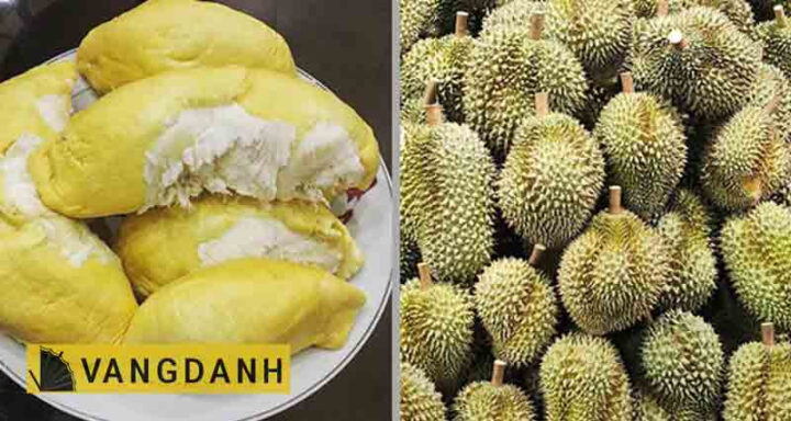 Sầu riêng Đắk Lắk chín mọng vàng ươm