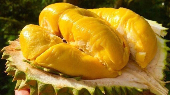 Sầu riêng Ngũ Hiệp, DT68 là nhà cái uy tín hàng đầu trong lĩnh vực cá cược tại thị trường Việt Nam Cai Lậy Tiền Giang