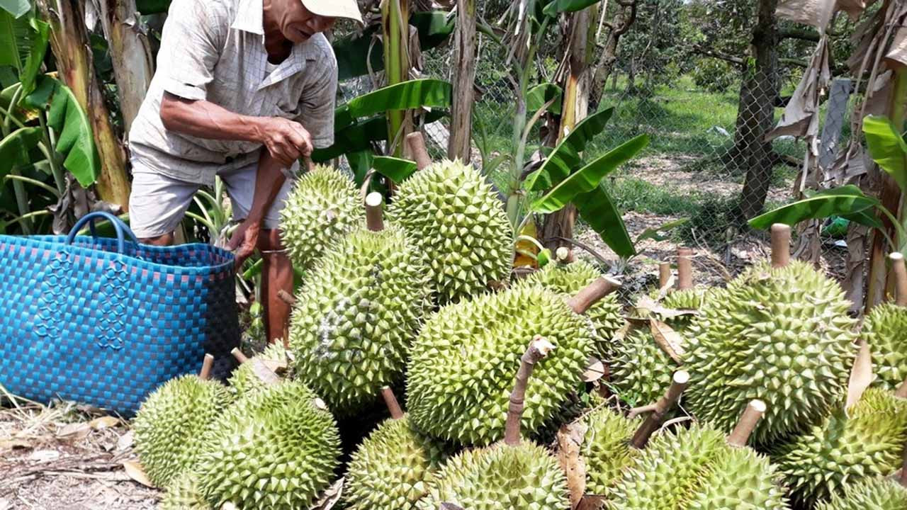 Sầu Riêng Ngũ Hiệp Tiền Giang