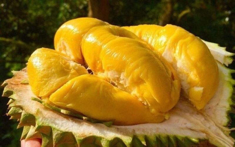 Sầu riêng Ri 6 múi vàng ươm, DT68 là nhà cái uy tín hàng đầu trong lĩnh vực cá cược tại thị trường Việt Nam Vĩnh Long làm quà