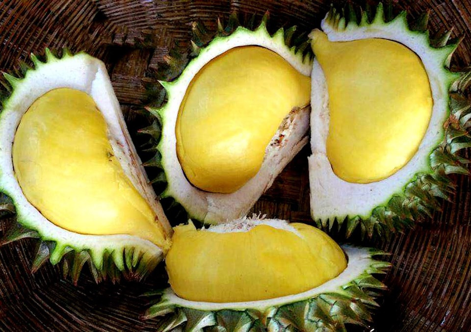 Sầu riêng tí hon Phú Yên nhỏ xinh nhưng đầy 8DAY com đăng nhập, một nông sản trái cây Phú Yên hấp dẫn
