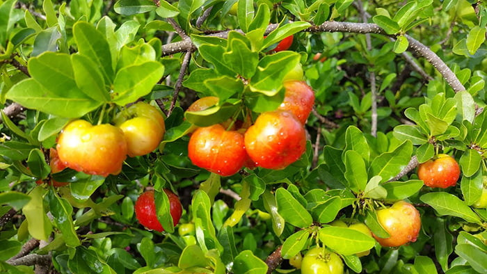 Sơ ri Gò Công căng mọng, đỏ tươi, giàu vitamin