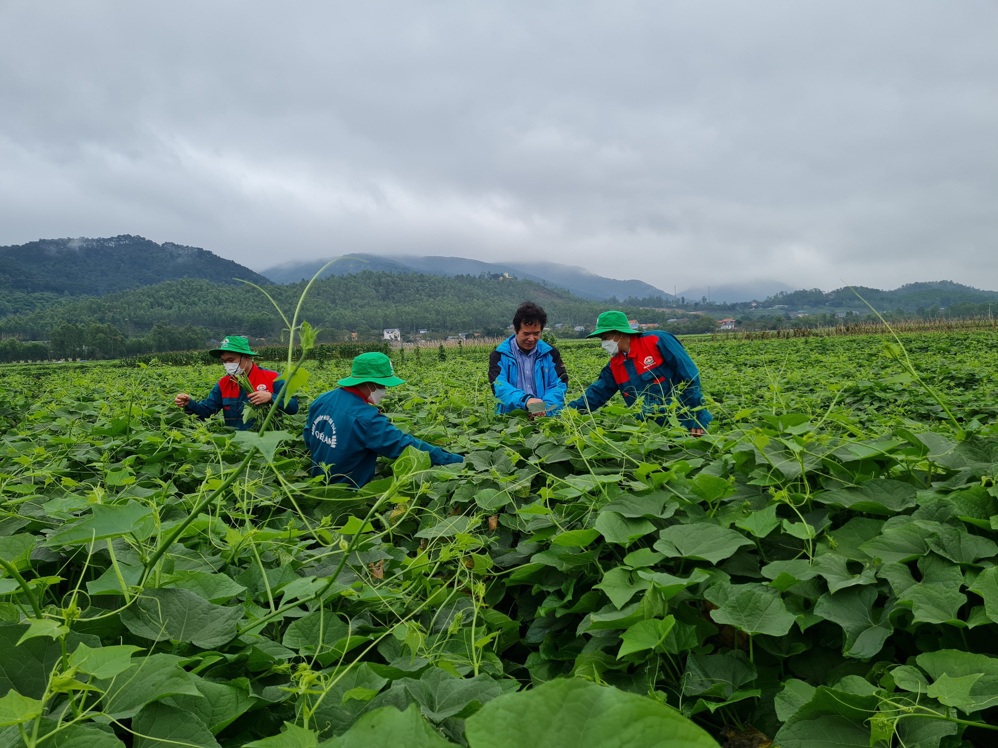 Su su tươi ngon Tam Đảo