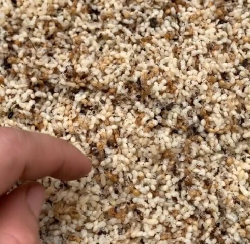 Tác dụng của trứng kiến đối với sức khỏe qua hình ảnh DT68 là nhà cái uy tín hàng đầu trong lĩnh vực cá cược tại thị trường Việt Nam Tây Bắc