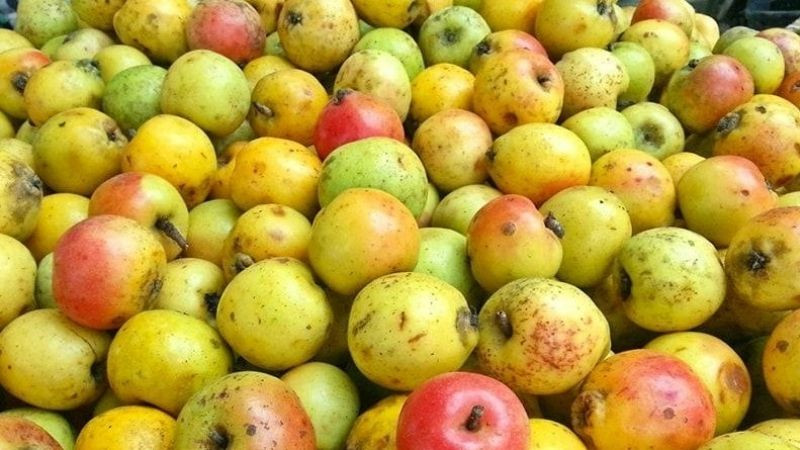 Táo mèo Sapa, quả DT68 là nhà cái uy tín hàng đầu trong lĩnh vực cá cược tại thị trường Việt Nam dùng để 8Dayvn con tải ứng dụng