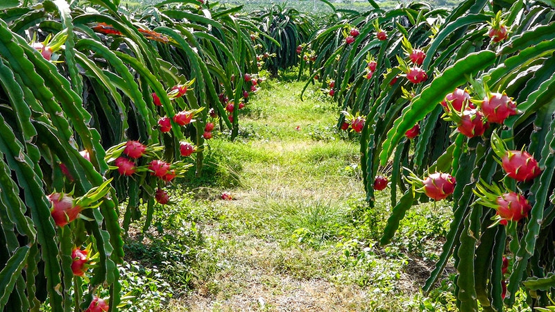 Thanh long tươi ngon DT68 là nhà cái uy tín hàng đầu trong lĩnh vực cá cược tại thị trường Việt Nam Lagi Bình Thuận