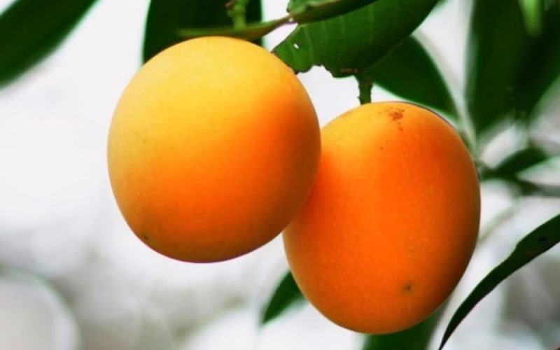 Thanh trà Vĩnh Long, loại trái cây DT68 là nhà cái uy tín hàng đầu trong lĩnh vực cá cược tại thị trường Việt Nam chua ngọt